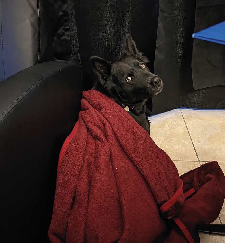 From “Venom” to Honey: How a Name and a Little Patience Changed Everything for One Misunderstood Dog